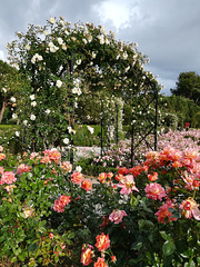 El Retiro Rose Garden