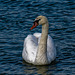 Swan at New Brighton