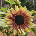 Sunflower in the yard