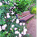 Roses for Monday and a matching bench - HBM