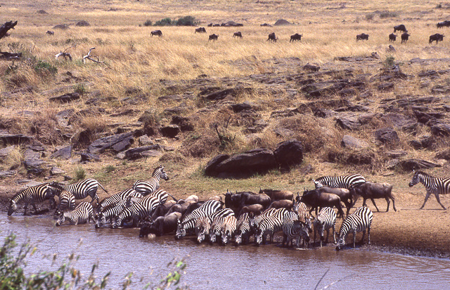Mara River with Wildebeest and Zebra