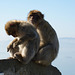 The Barbary macaques of Gibraltar, monkeying about!
