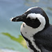 Pingveno