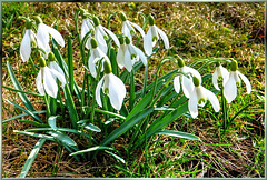Frühlingsboten... Spring Messengers...  ©UdoSm