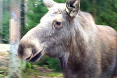 SE - Meeting a Moose
