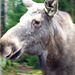 SE - Meeting a Moose