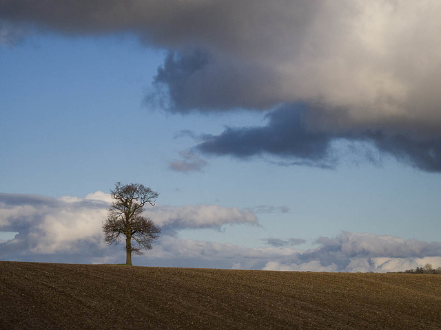 Jan 12: Hertfordshire tree