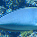 20190907 5893CPw [D~HRO]  Langnasen-Nasendoktorfisch (Naso brevirostris), [Einhornfisch], Zoo, Rostock
