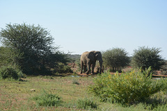 Namibia, Elephant Came to a Watering Hole