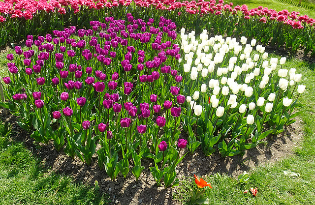 Tulpenpracht in Morges