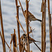 Male and female reed bunting