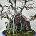 Bonsai Trident Maple – Brooklyn Botanic Garden, New York, New York