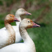 Day 12, Snow Geese, Cap Tourmente National Wildlife Area
