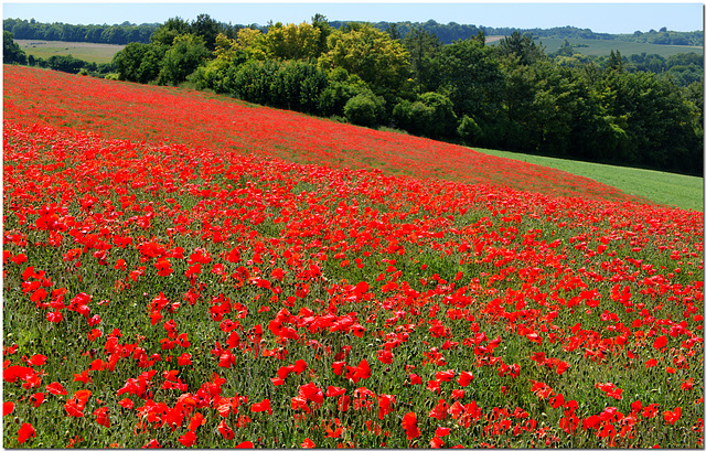Hertfordshire Poppies