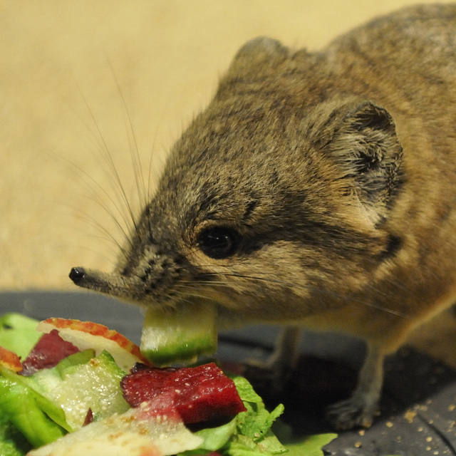 elephant shrew plush