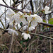 Prunus avium.  Wild cherry blossom.