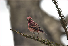 I like to call them chocolate raspberry finches