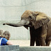 Female African Elephant, London Zoo, 1980