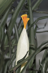 White crocus blooming