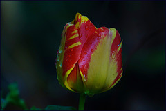 Tulpe trägt Tränen