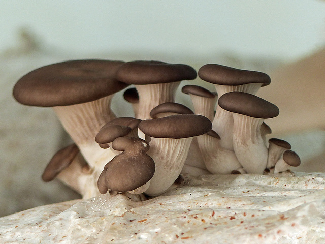 Meghan & Kwesi's mushrooms!