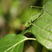 Speckled Bush-Cricket (Leptophyes punctatissima)