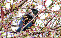 Tui In Branches