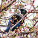 Tui In Branches