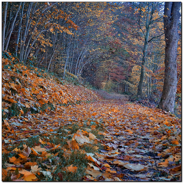 Herbst-Weg