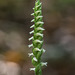 Spiranthes ovalis var. erostellata (October Ladies'-tresses orchid)
