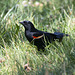 Black bird at Binney