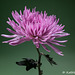 Chrysanthemum 042716-001