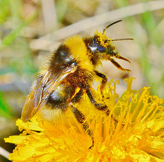 Pollen covered Bee in Dandelion!