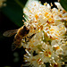 Biene auf Lorbeer