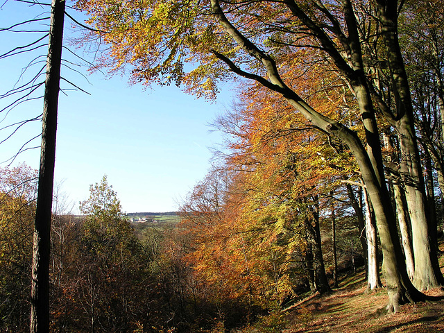 Autumn colours, Limb Valley.