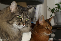 Milly and Ivanhoe eyes (2008)