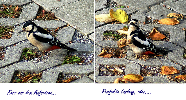 Buntspecht: Gell da guckts Du: Eine meiner besten Landungen...  Great spotted Woodpecker: There you look: One of my best landings...  ©UdoSm