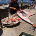 Preparing the fish for sale.