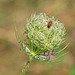Wild Carrot with Soldier Beetle