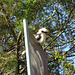 Kookaburra At Taronga Zoo