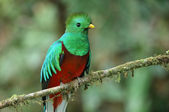 Quetzal resplendissant (Pharomachrus mocinno) -- Lieu : Monteverde (Costa-Rica) - Photo : Cephas (2017) - Creative Commons Attribution - Partage aux Mêmes Conditions 4.0 International.