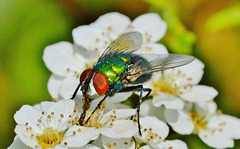 Greenbottle,Blow Fly. Lucilia Caesar