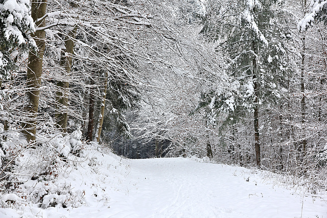Sonntagsspaziergang im Winterwald