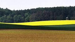 rapsfeld mit pavilion | rapeseed field with gazebo