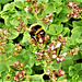 Bee on a bush