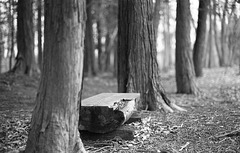 Log bench in the forest
