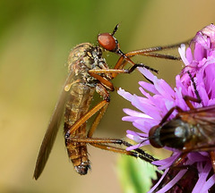 Fly. Family Empididae
