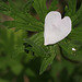 I wear my heart on my leaf
