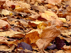 autumnal carpet