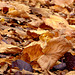 autumnal carpet